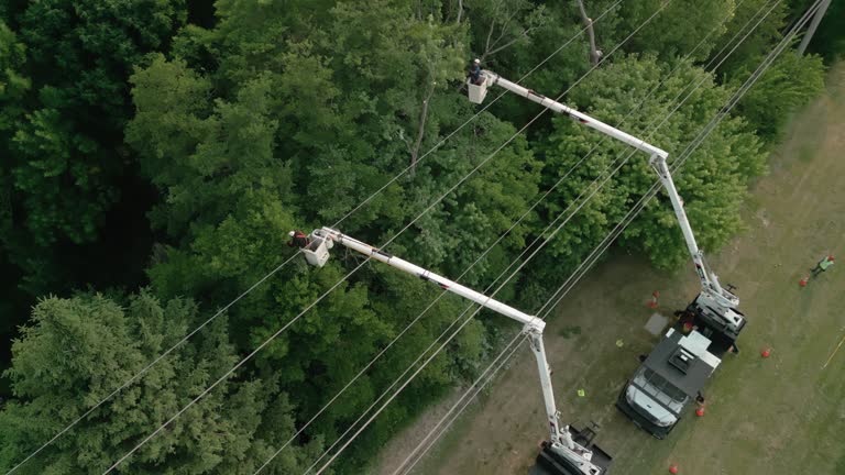 Professional Tree Services in Connell, WA